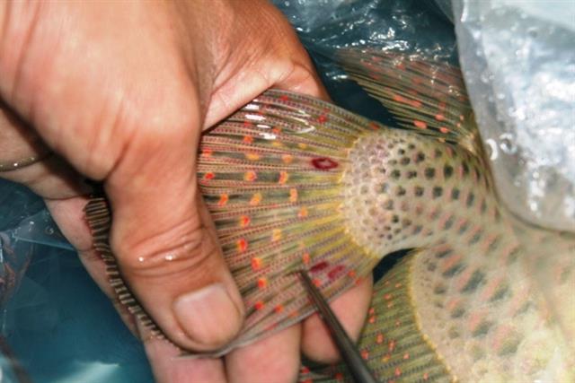 Bệnh đốm đỏ trên cá nước ngọt Bệnh đốm đỏ trên cá nước ngọt